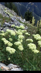 Oligogonum