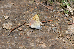 Tharsalea nivalis