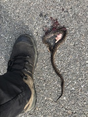 Gloydius ussuriensis