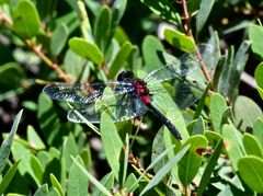 Leucorrhinia glacialis