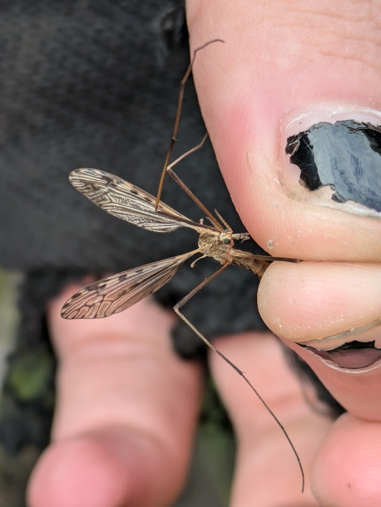 Range Crane Fly