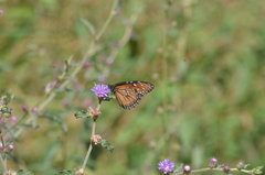 Danaus eresimus plexaure