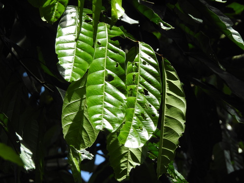 Carapa guianensis - Whole tree