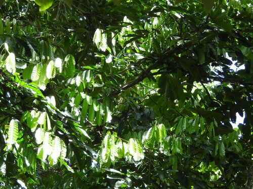 Carapa guianensis - Leaves