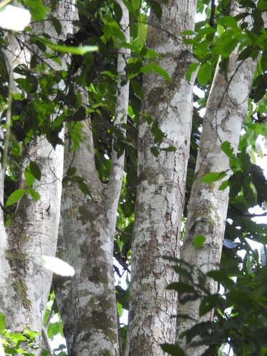 Carapa guianensis - Leaves