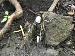 Microstylum oberthurii