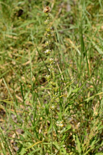 Narrowleaf Elephantsfoot (Orthopappus angustifolius)