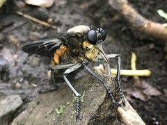 Microstylum oberthurii