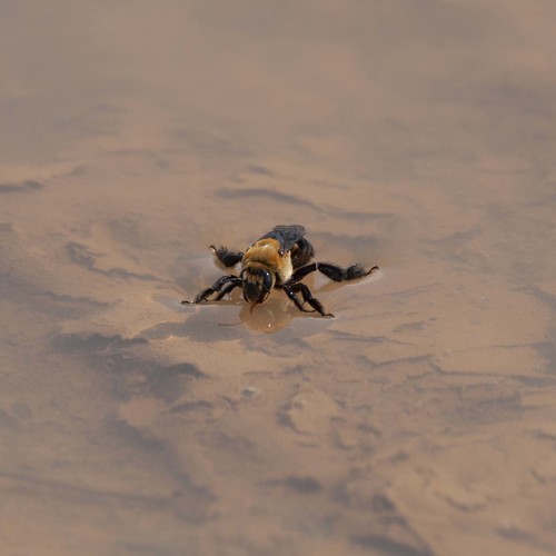 Hibiscus Turret Bee photographed in Mississippi