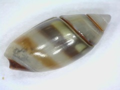 Olivella zonalis