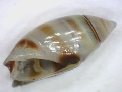 Olivella zonalis