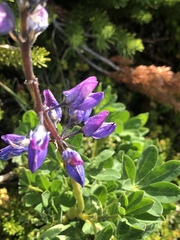 Lupinus nootkatensis