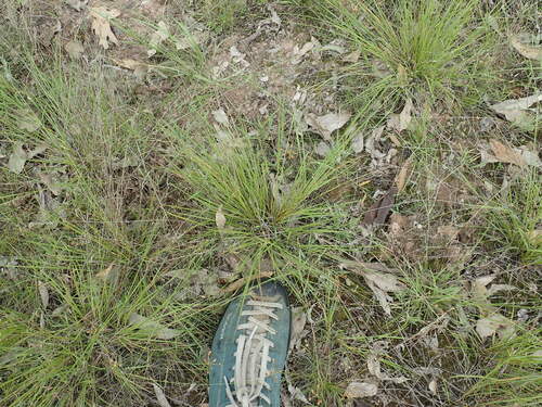 Image of Eragrostis brownii by no rights reserved