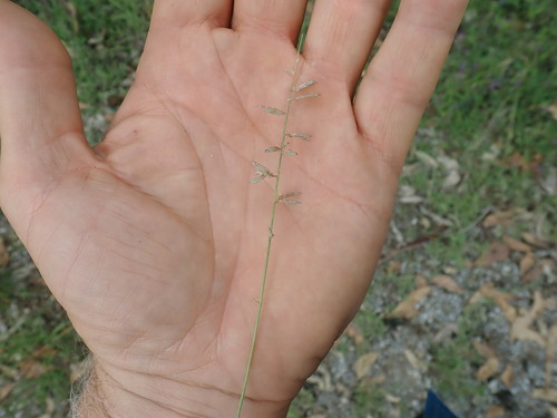 Image of Eragrostis brownii by no rights reserved