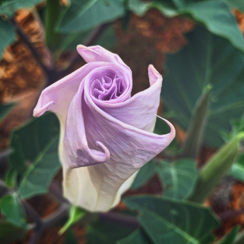Datura wrightii