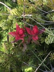 Castilleja rhexiifolia