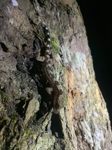 Sri Lanka Bow-fingered Gecko, Cyrtodactylus fraenatus