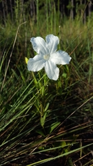 Ruellia noctiflora