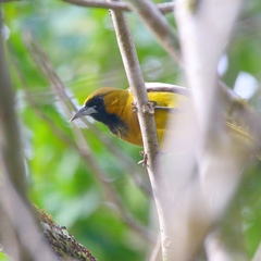 Icterus leucopteryx