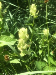 Castilleja occidentalis