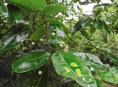 Acronychia pedunculata