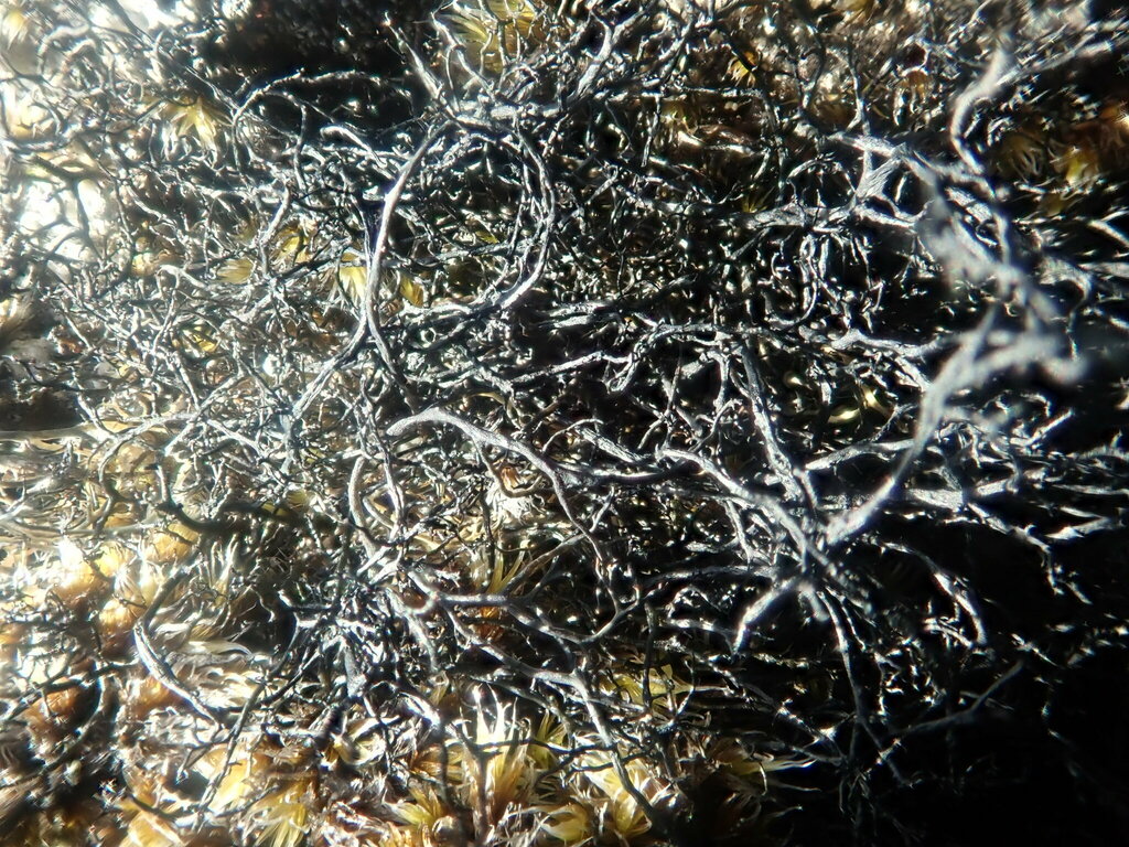 Black Witch's Beard Lichen