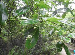 Acronychia pedunculata