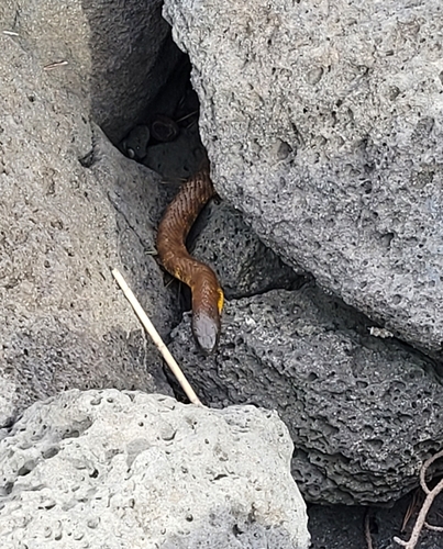 Tiger Snake sighting