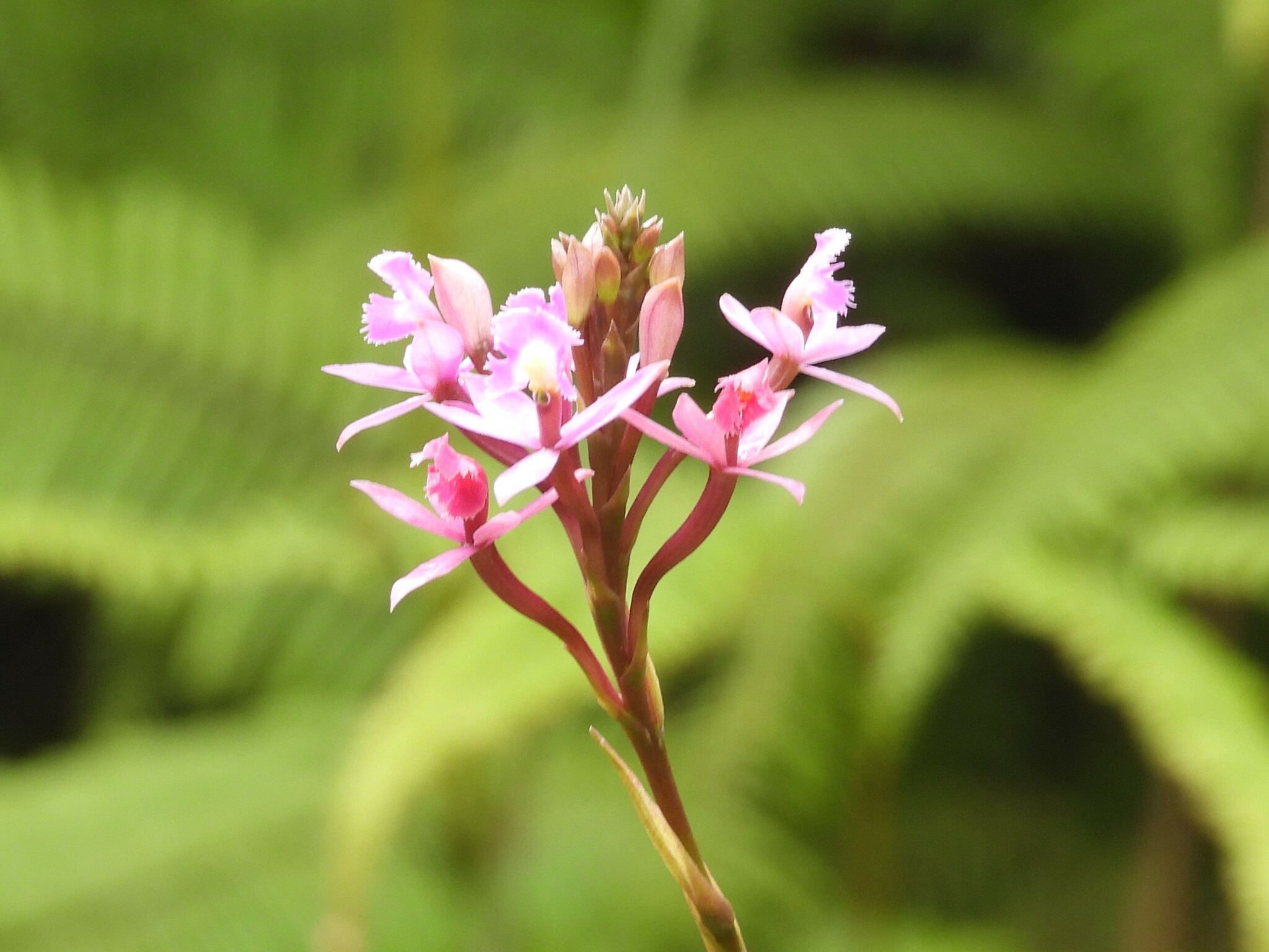 Imagem de Orquídea-rabo-de-gato