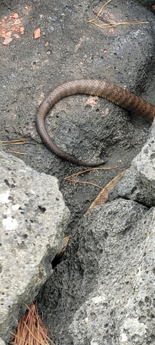 Tiger Snake sighting