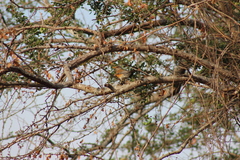 Turdus rufopalliatus