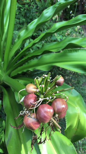Crinum asiaticum observed 2019-08-02