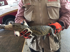 Crocodylus moreletii