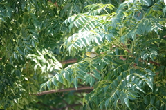 Zosterops simplex simplex