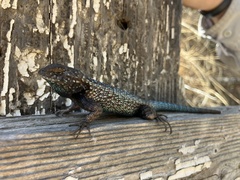 Island Fence Lizard photo 3