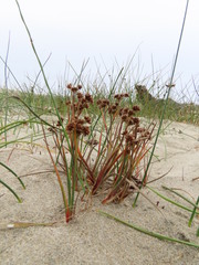 Juncus falcatus