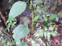 Cyclea hypoglauca