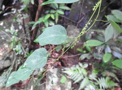 Cyclea hypoglauca
