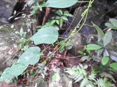 Cyclea hypoglauca
