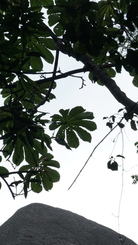 Image of Cecropia glaziovii by (c) filipeprates, some rights reserved (CC BY)