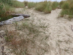Juncus breweri