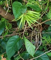 Vincetoxicum rossicum