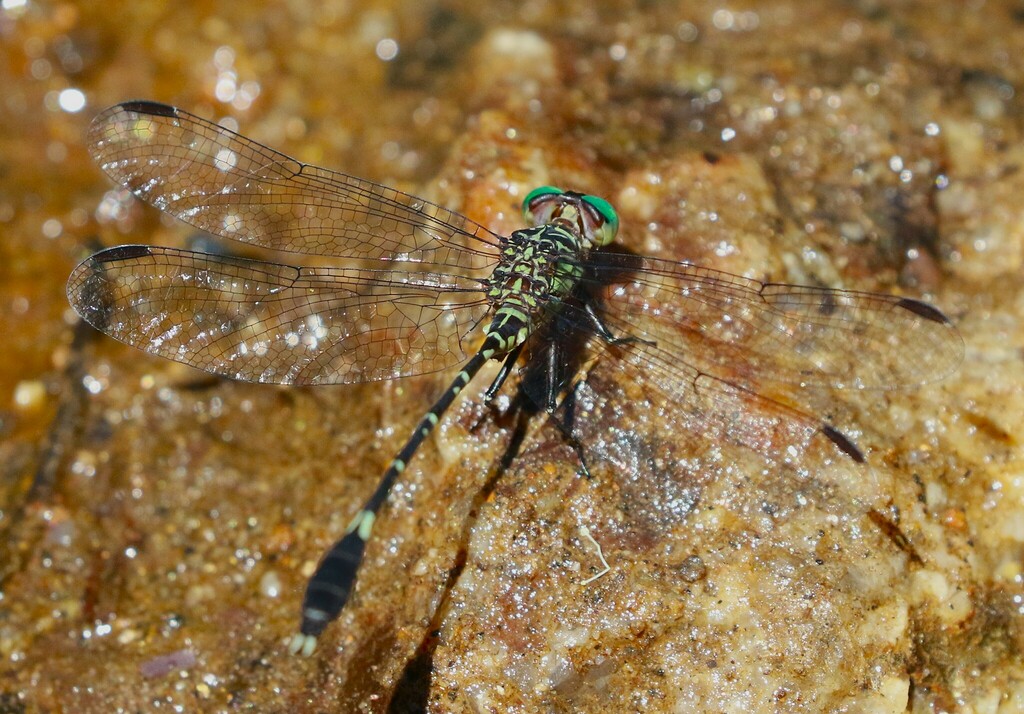 Walther's Clubtail