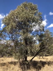 Acacia harpophylla