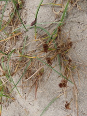 Juncus falcatus