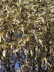 Acacia harpophylla