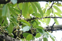 Zosterops simplex simplex