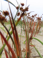 Juncus falcatus