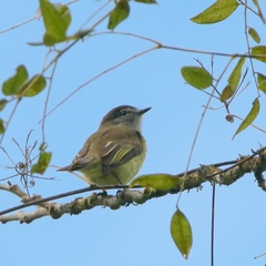 Myiopagis cotta