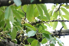 Zosterops simplex simplex